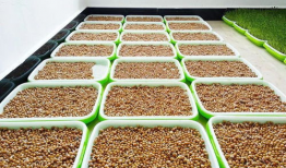 泡麻豆,传统美食的现代化演绎